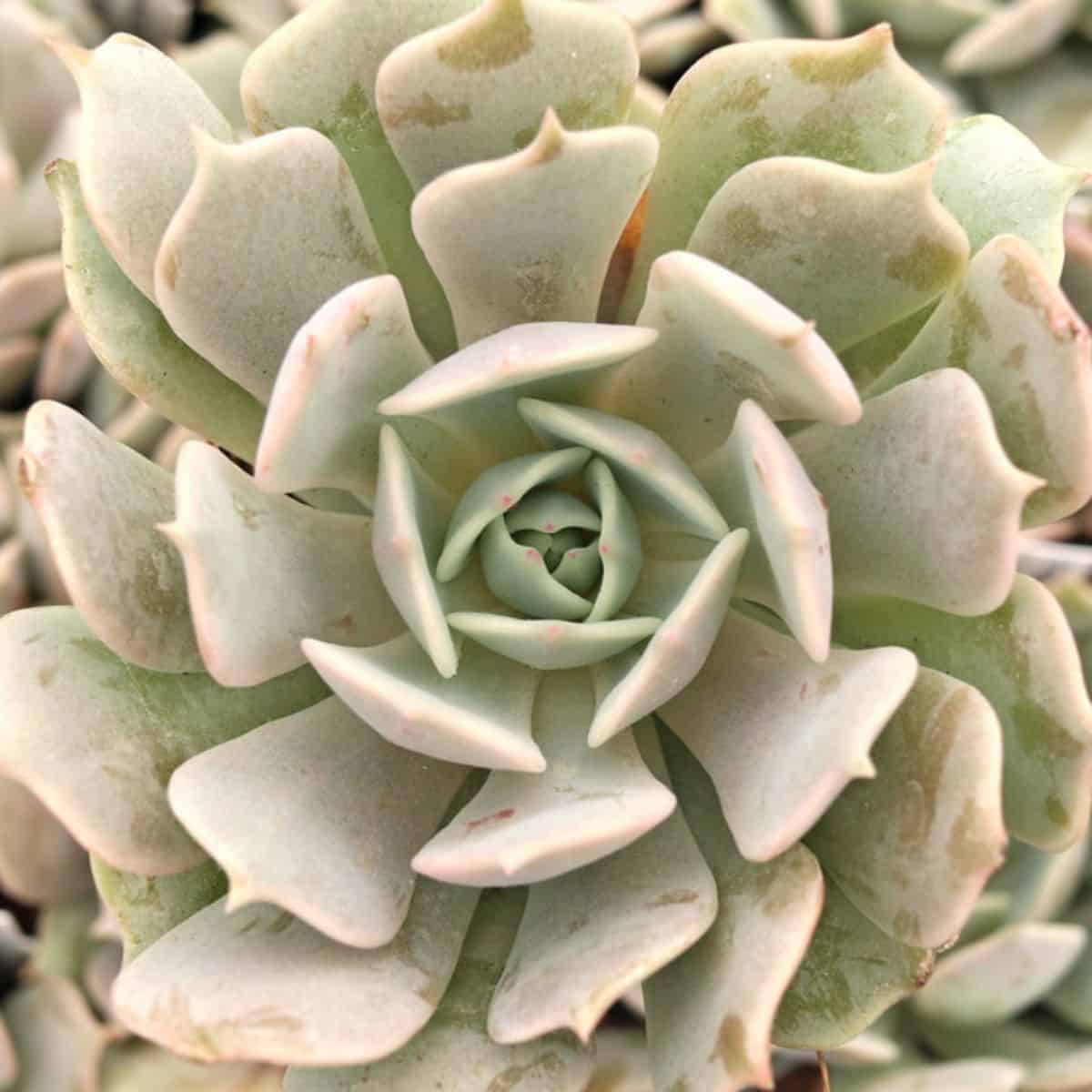 Echeveria runyonii - Pink Edge