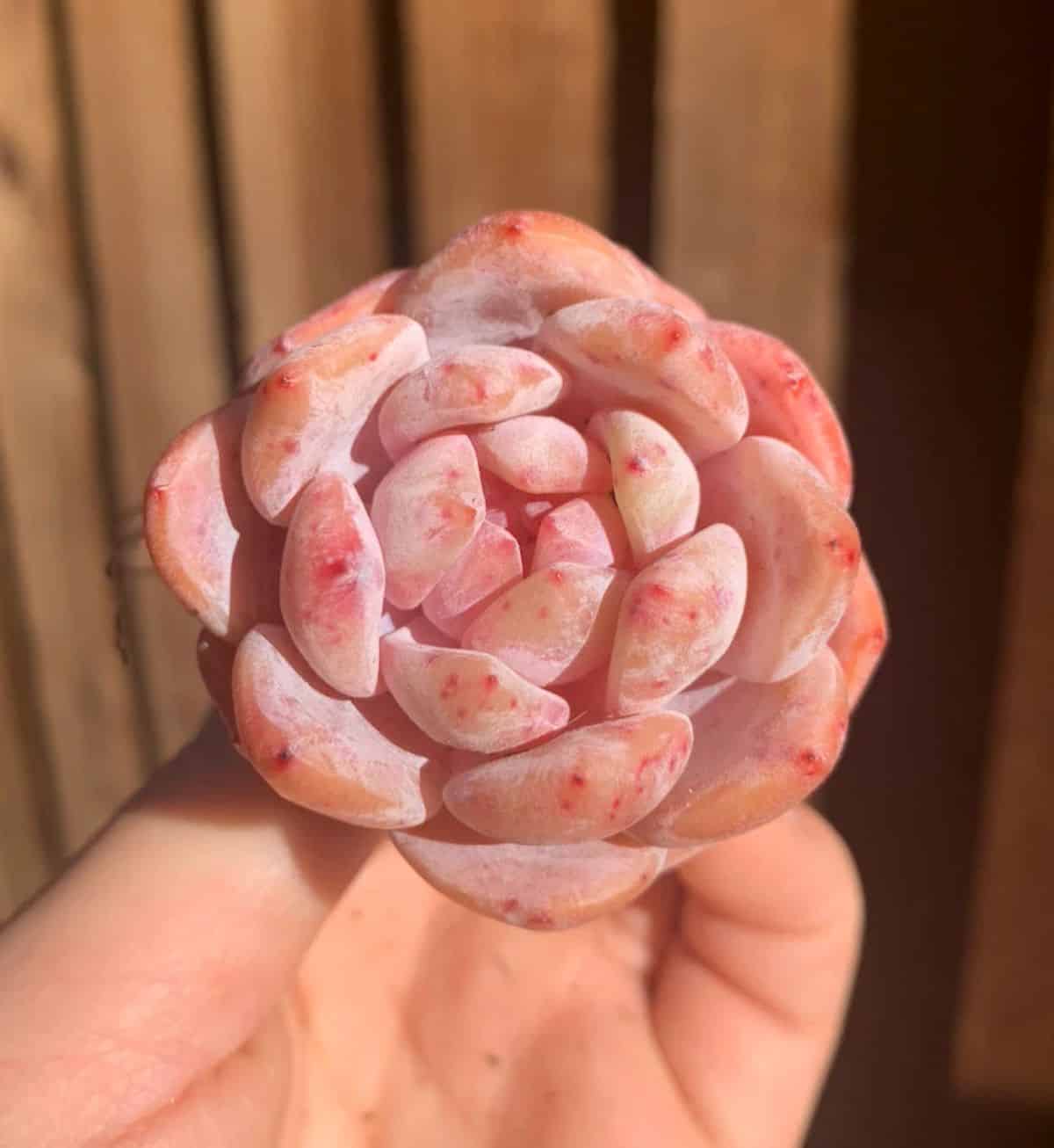 Hand holding Echeveria “Snow Angel"