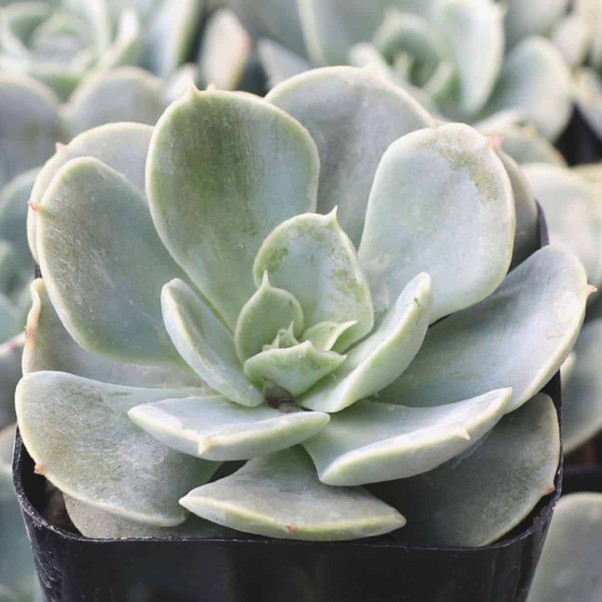 Echeveria sp. - 'Stella Blanc' in a pot.