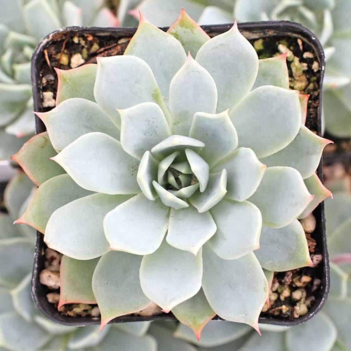 Echeveria tolucensis in a pot.