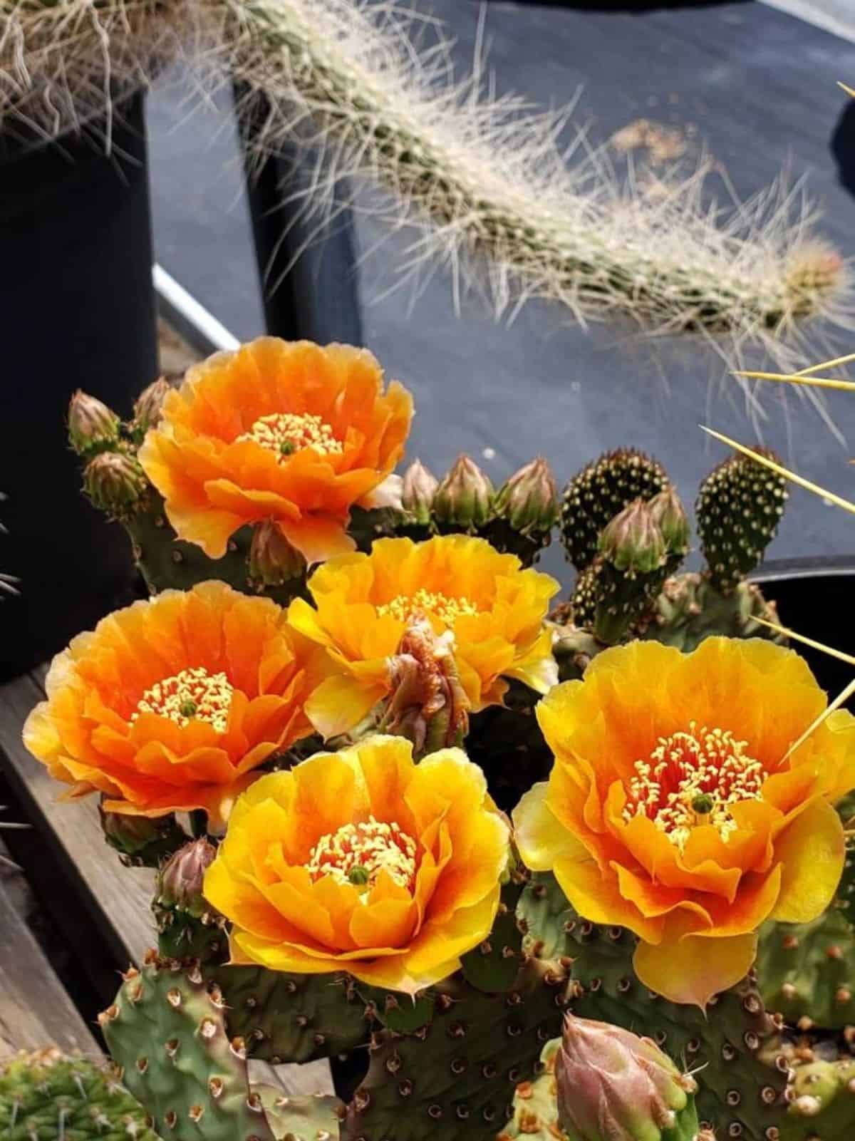 Optuna phaeacantha hybrid - Orange Princess in a pot.