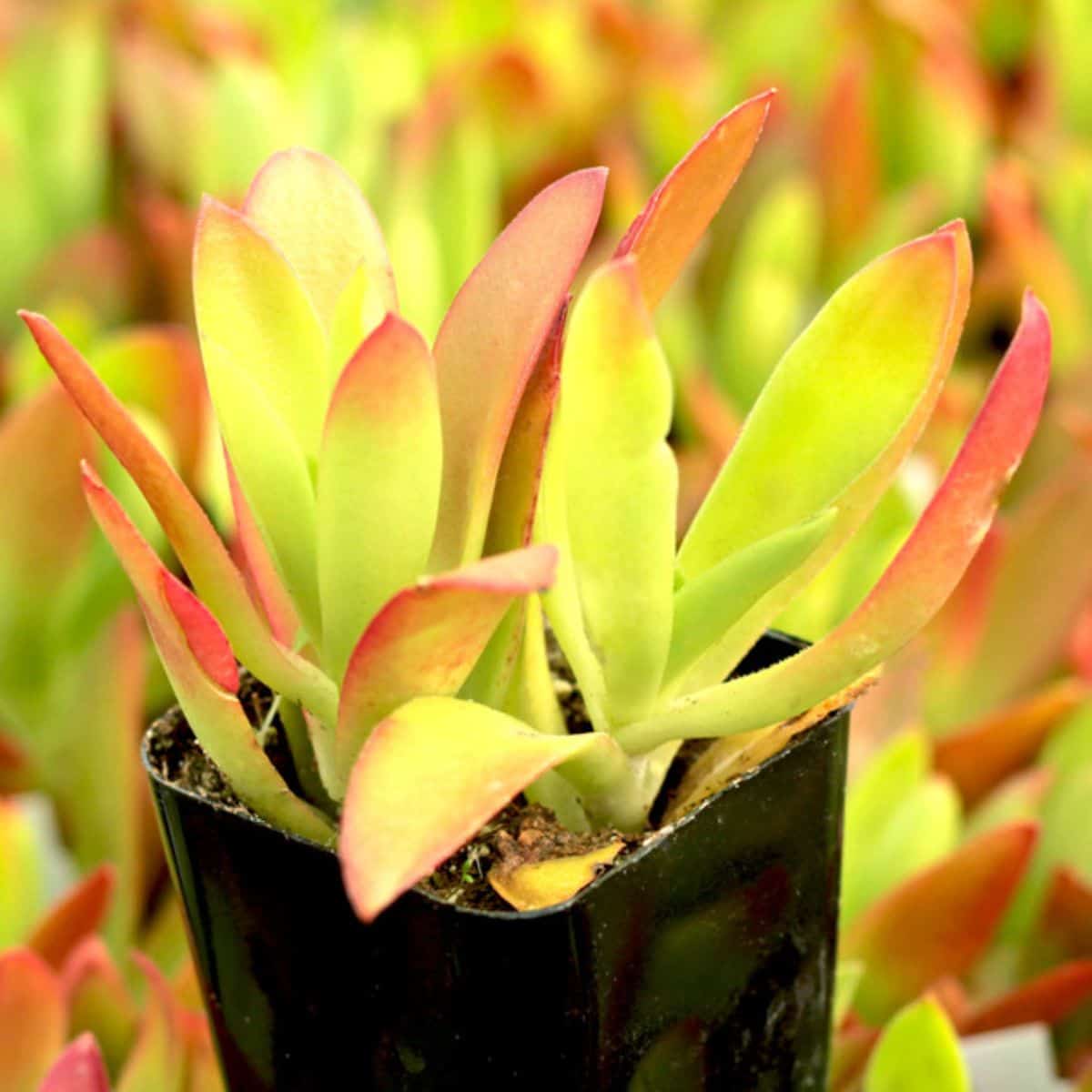 Crassula capitella - Campfire Crassula in a pot.