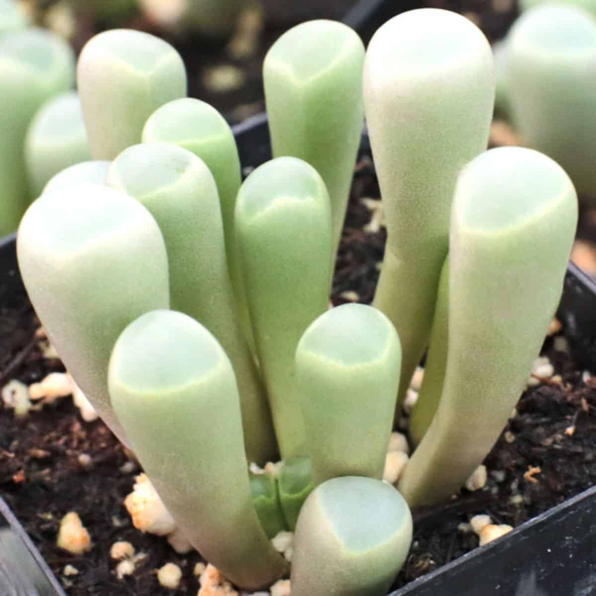 Fenestraria rhopalophylla - Baby Toes  in a pot.