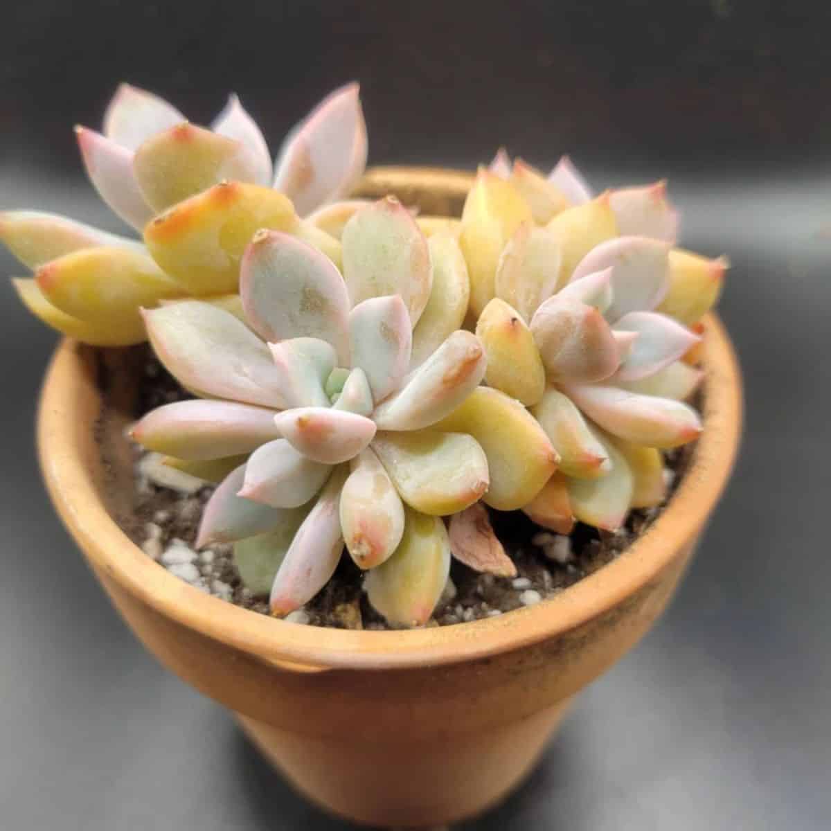 Echeveria - Orange Dream in a pot.
