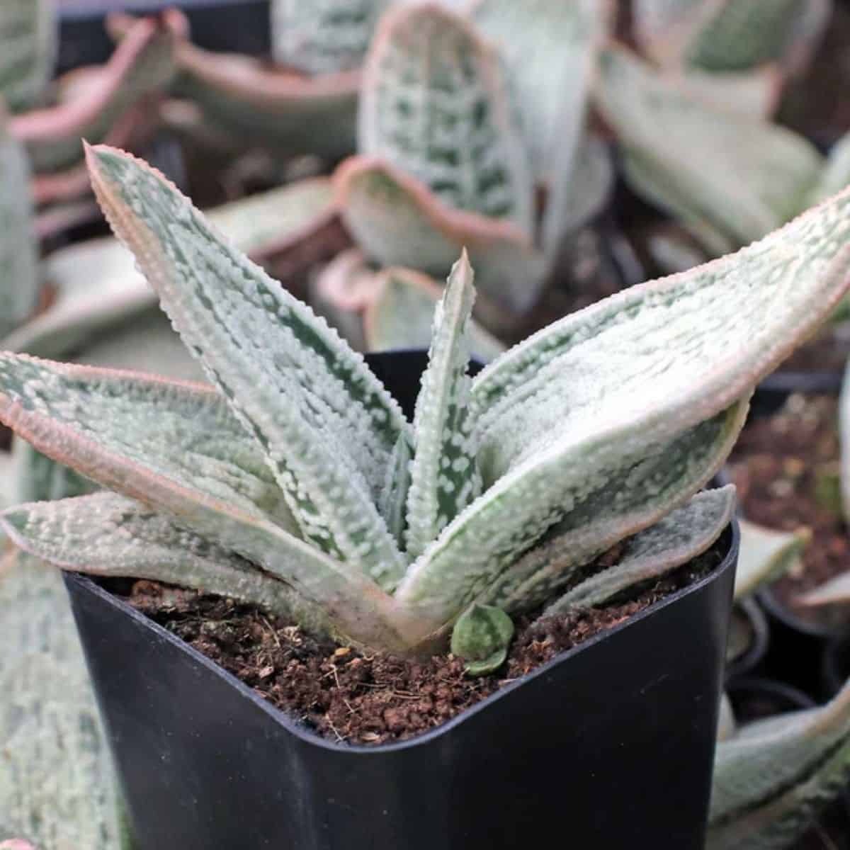 Gasteria sp. - 'Silver Frost' in a pot.