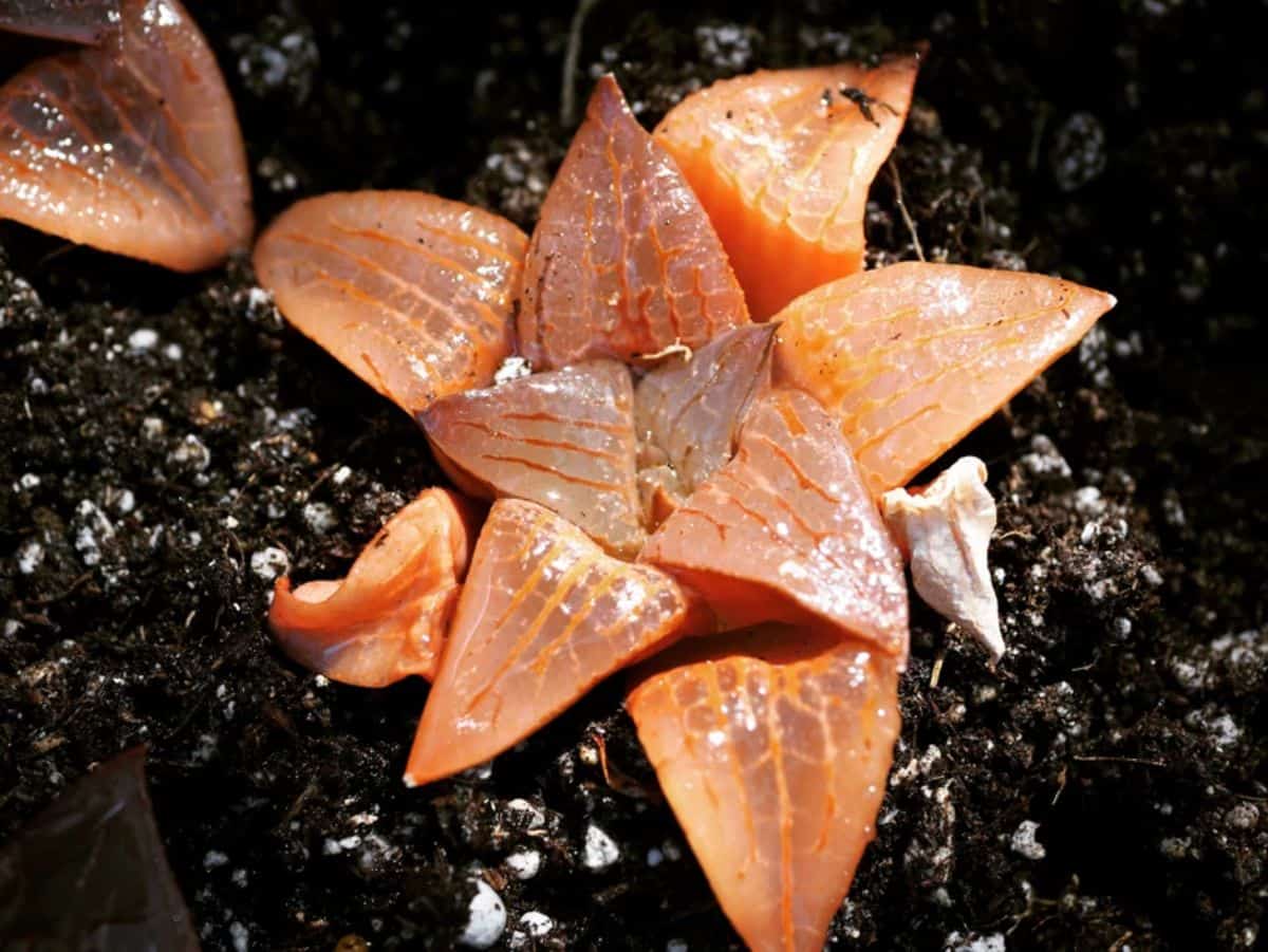 Haworthia bayeri SP Orange in a soil..
