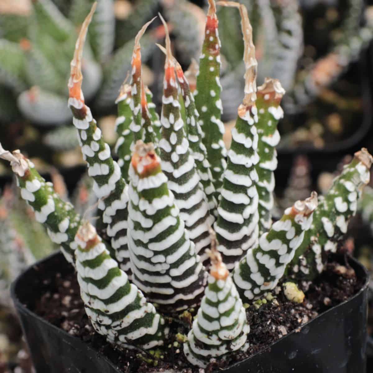 Haworthia attenuata - 'Super White' in a pot.