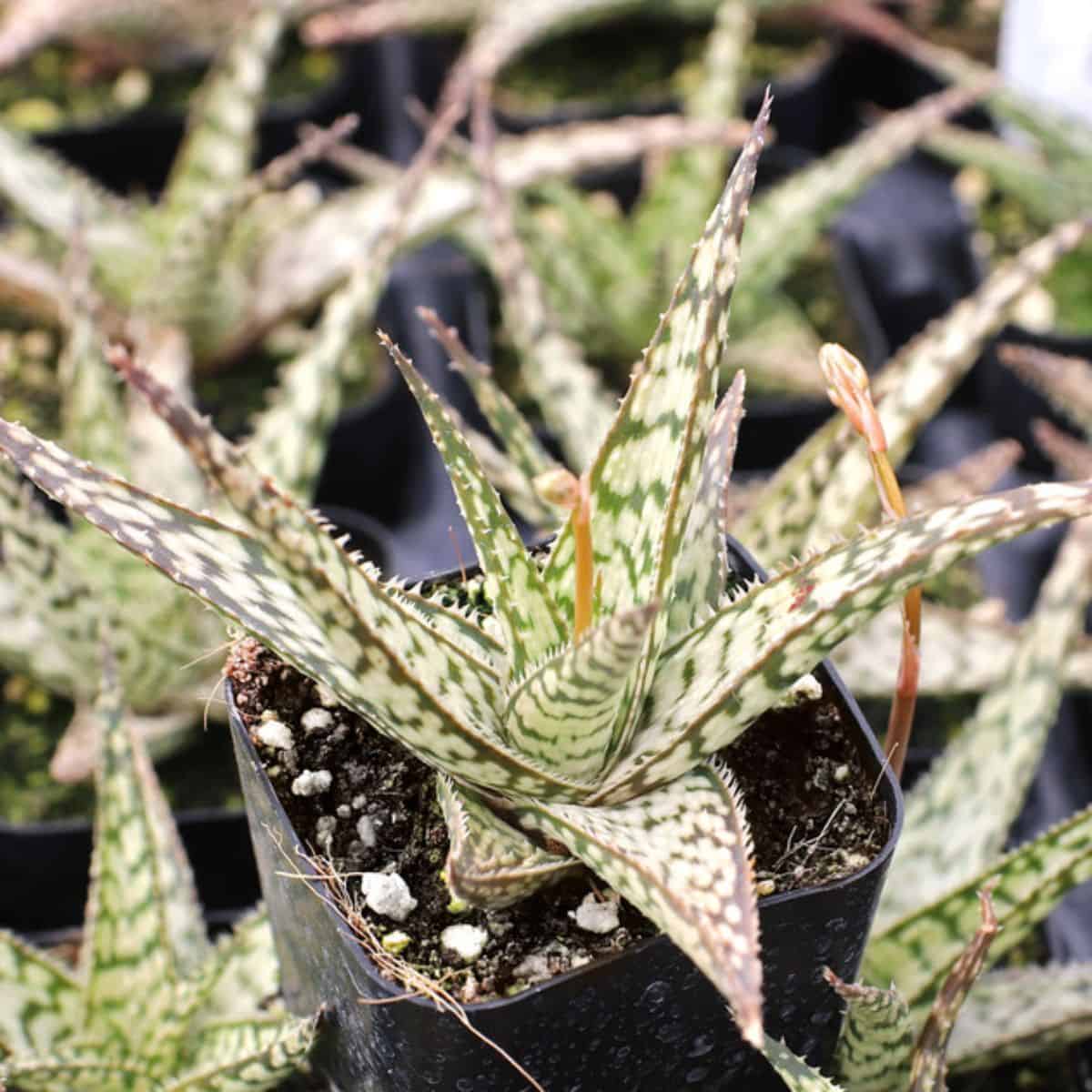 Aloe sp. - 'Lizard Lips' in a pot.
