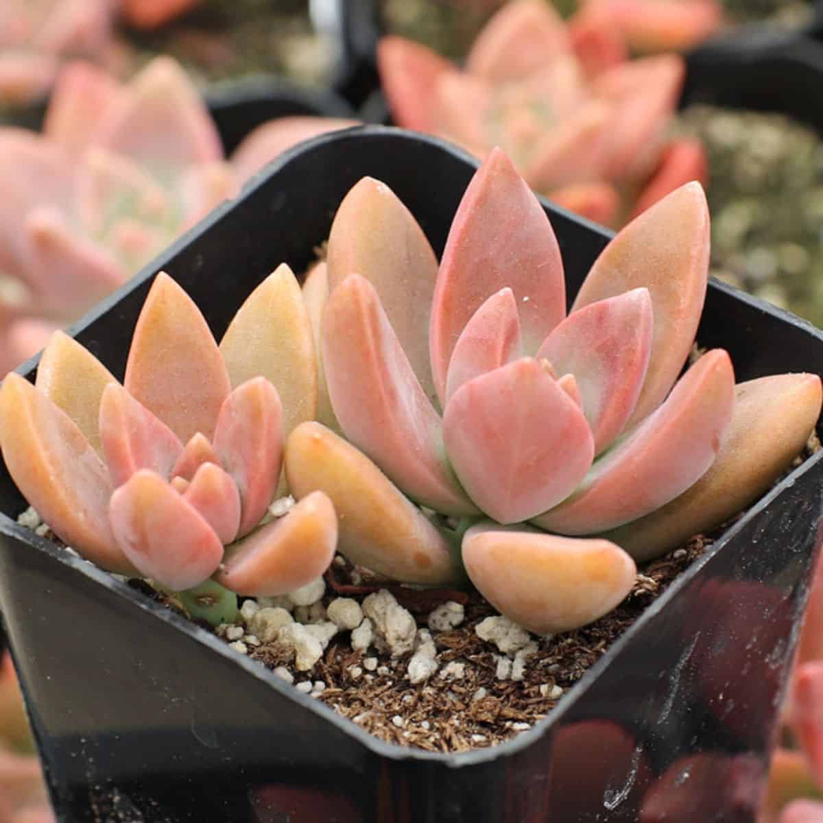 Graptosedum ‘California Sunset’ in a pot.