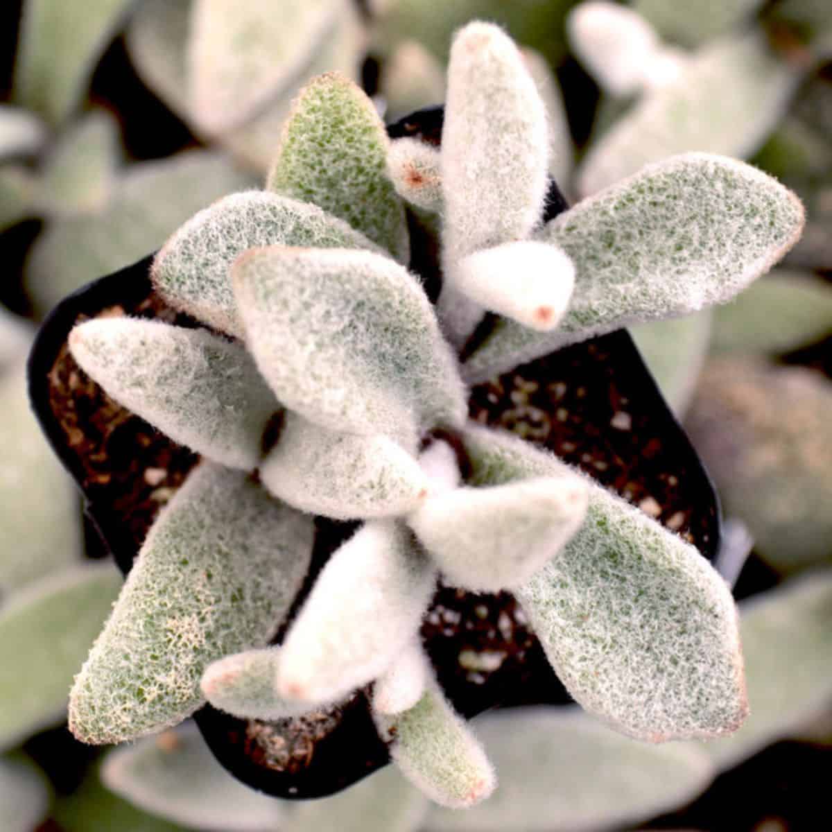 Kalanchoe eriophylla - Snow White Panda Plant in a pot.