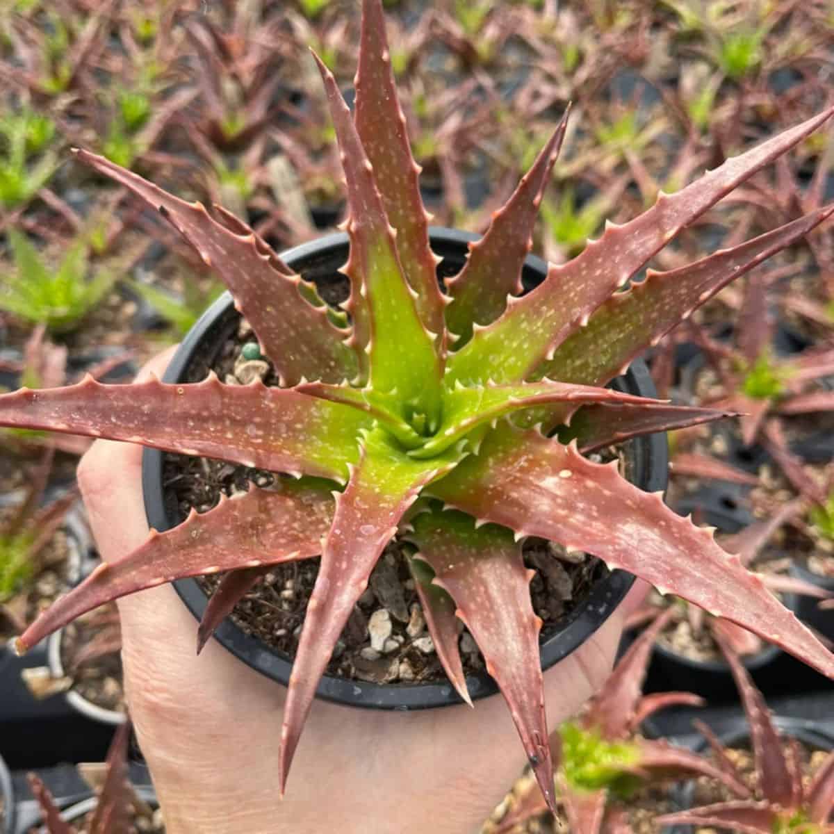 Hand holding Aloe Dorothea – Sunset Aloe in a pot.
