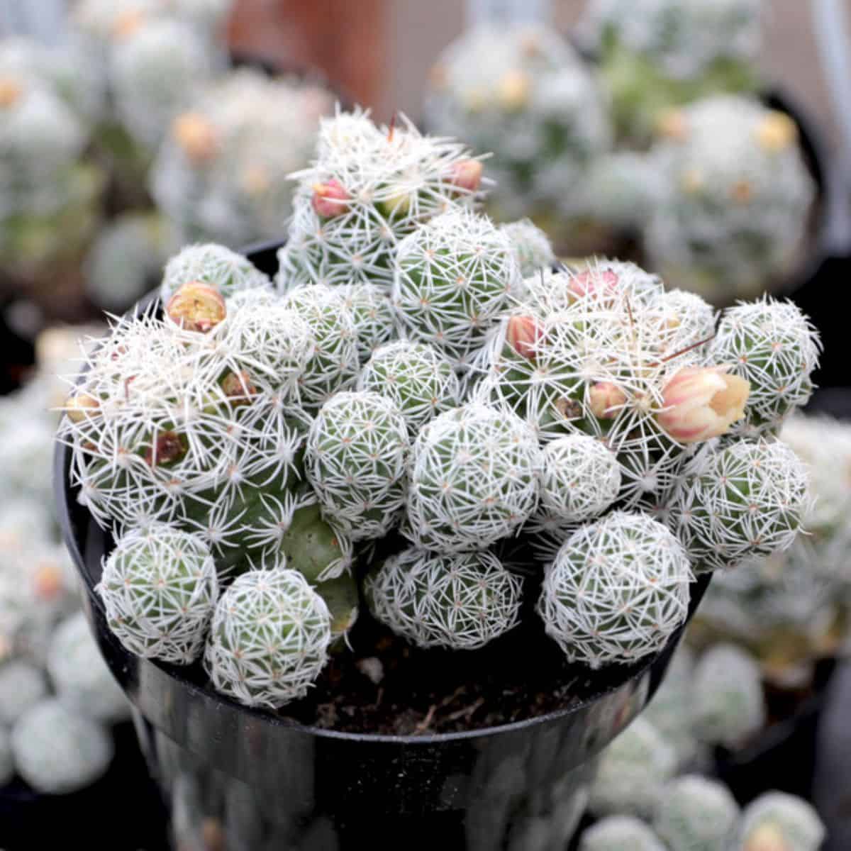 Mammillaria gracilis fragilis - Thimble Cactus in a pot.