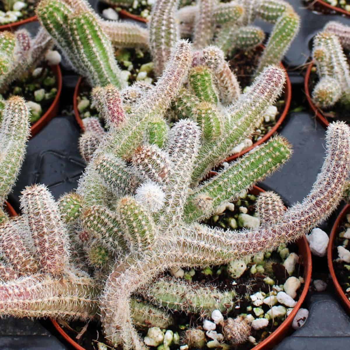 Echinopsis chamaecereus - Peanut cactus in a pot.
