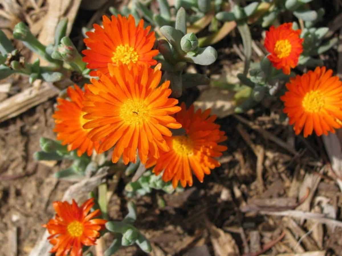 Delosperma granita® - Orange Ice Plant close-up.