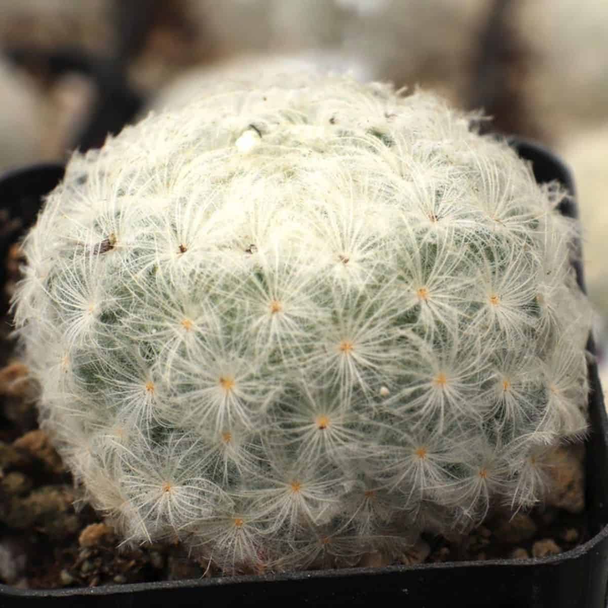 Mammillaria plumosa - Feather Cactus in a pot.