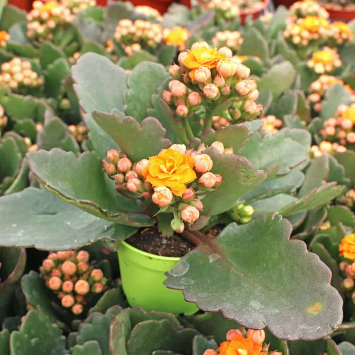 Kalanchoe blossfeldiana – Orange in a pot.