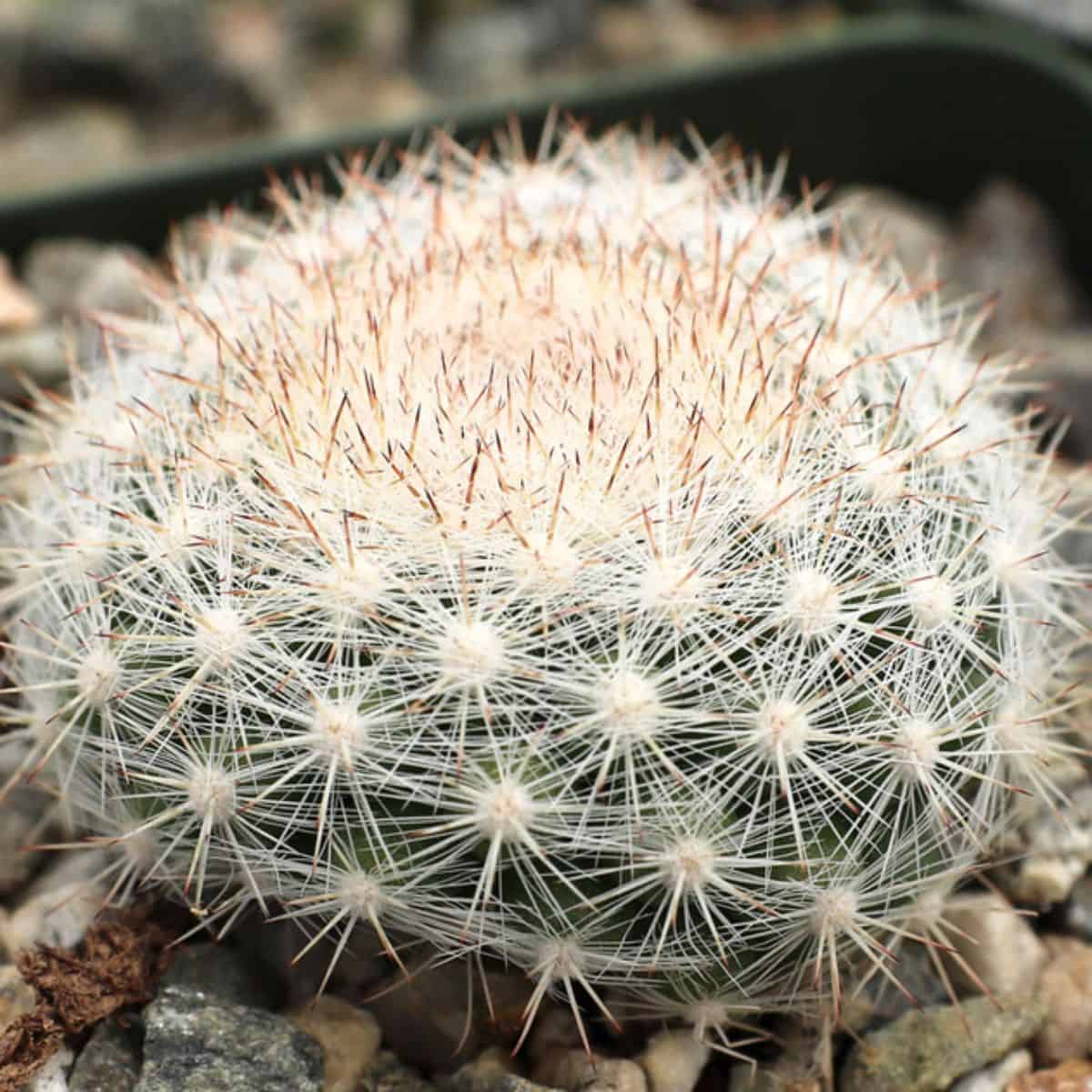 Mammilloydia candida - Snowball Cactus in a pot.