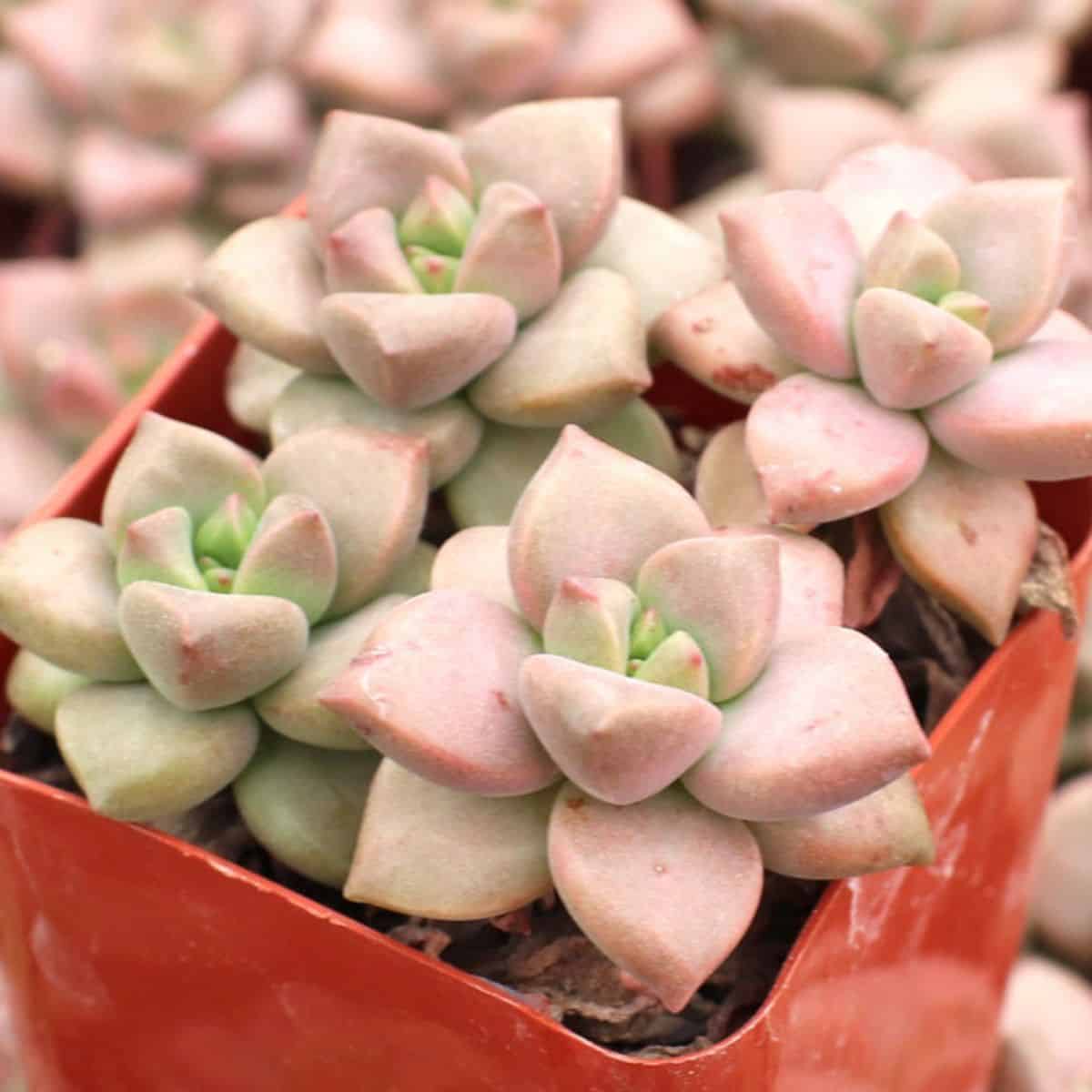 Graptopetalum mendozae – Ghost Plant in a pot.