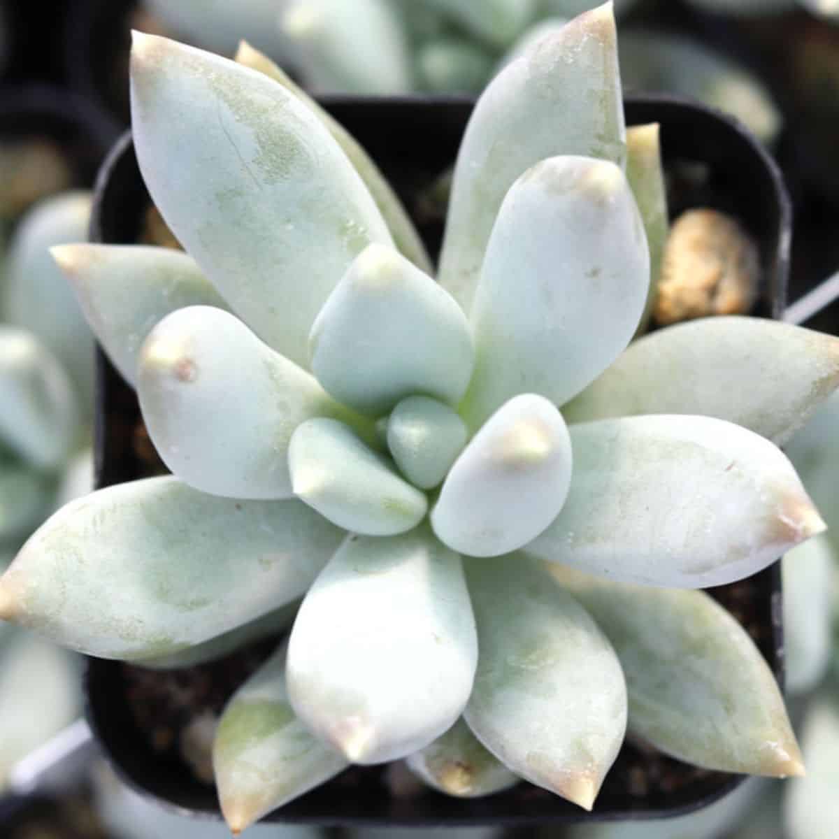 xPachyveria sp. - 'Glauca' in a pot.