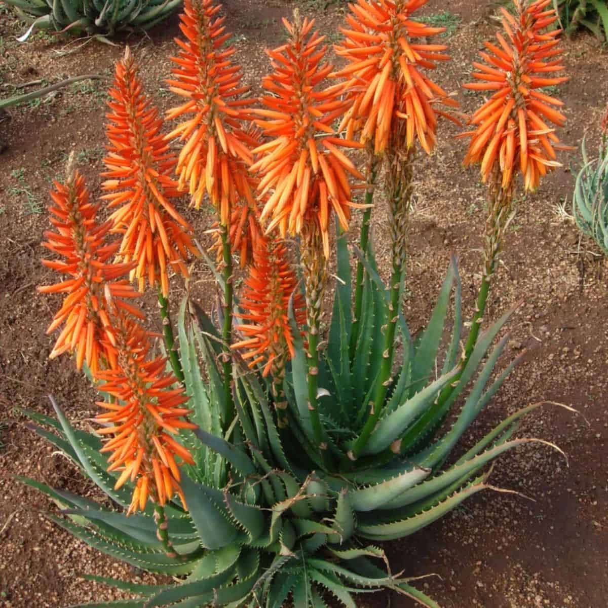 Aloe – Safari Orange growing outdoors.
