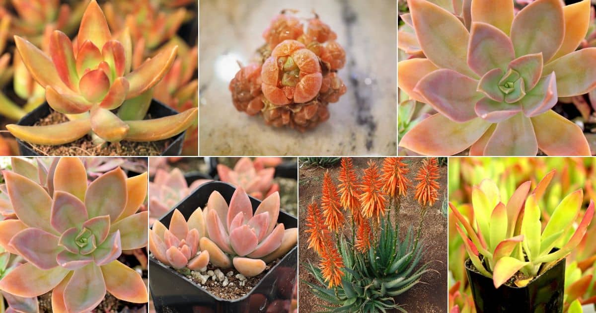 7 images of orange succulents.
