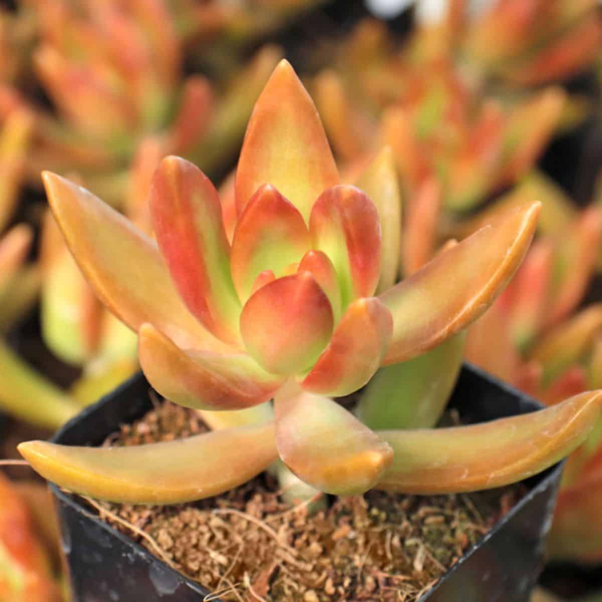 Copperstone succulent growing in a pot.