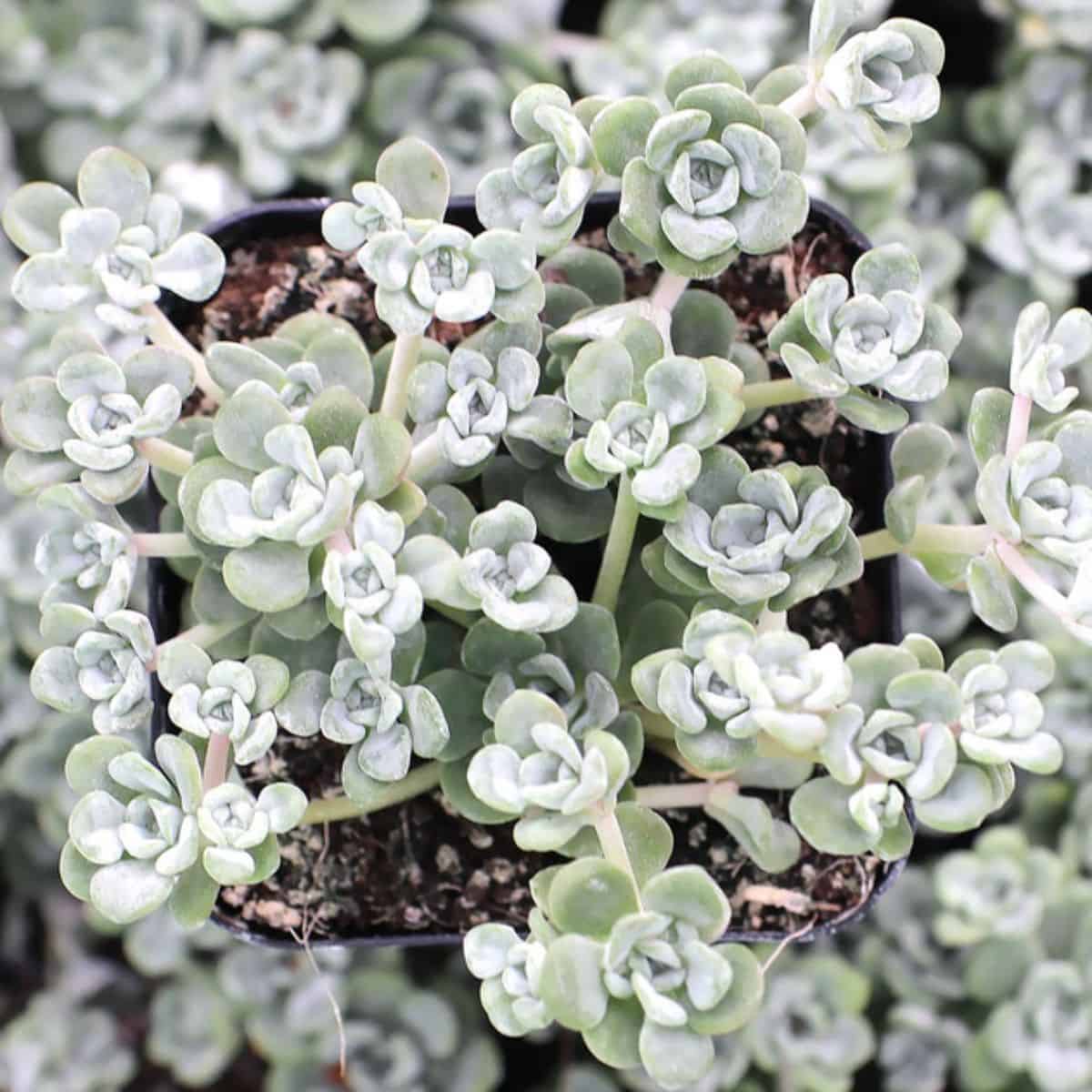 Sedum spathulifolium - 'Harvest Moon' in a pot.