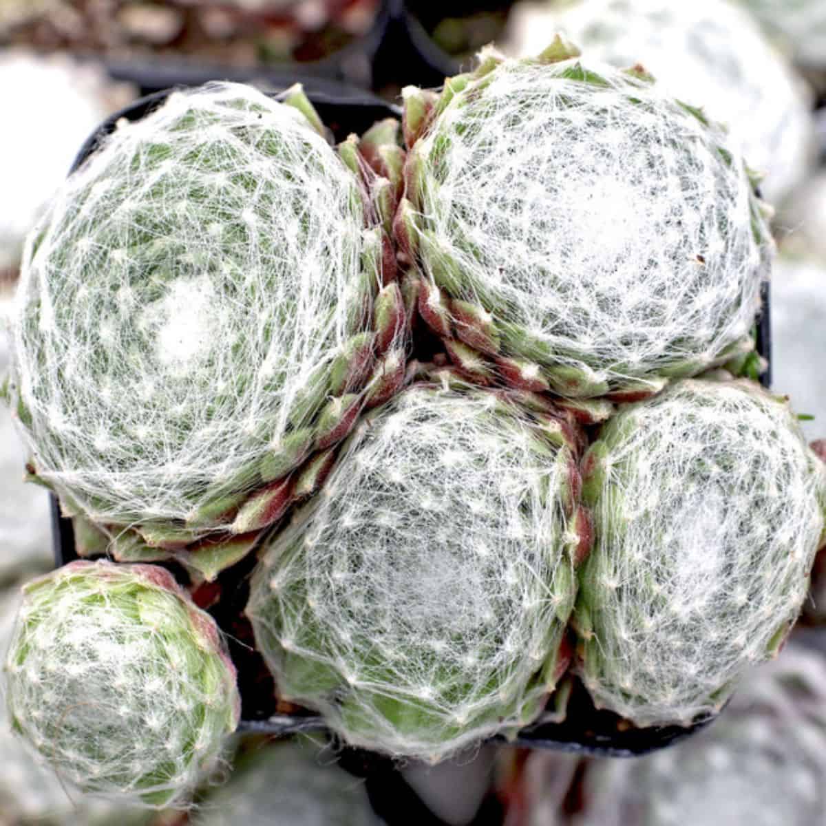 Sempervivum arachnoideum ssp. tomentosum - Gorges de Daluis in a pot.