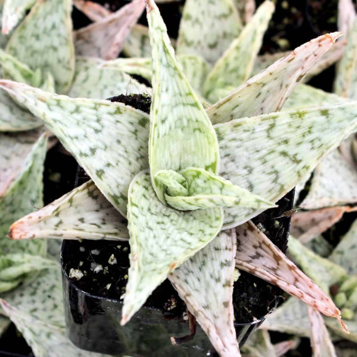 Aloe sp. - 'Quicksilver' in a pot.