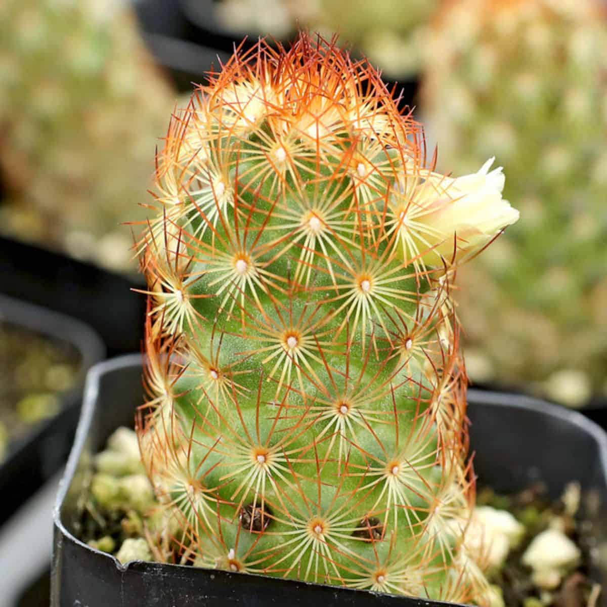 Mammillaria elongata cristata ‘Copper King’ in a pot.