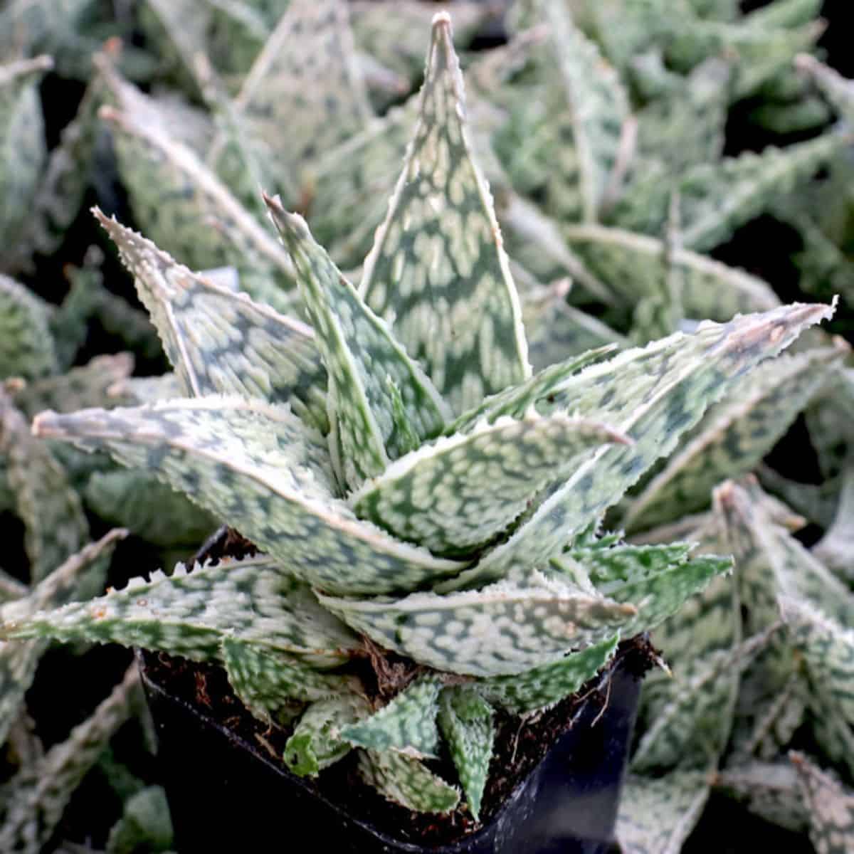 Aloe sp. - Doran Black in a pot.