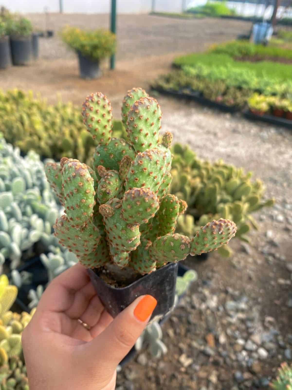 Hand holding Opuntia rufida minima ‘Mini Cinnamon Cactus’ in a pot.