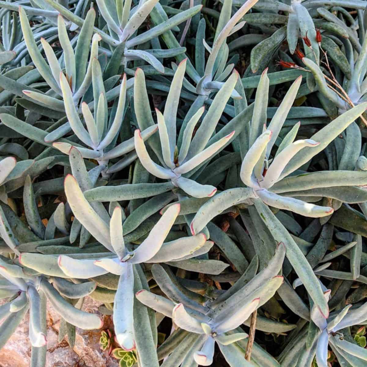 Cotyledon orbiculate - 'Happy Young Lady'