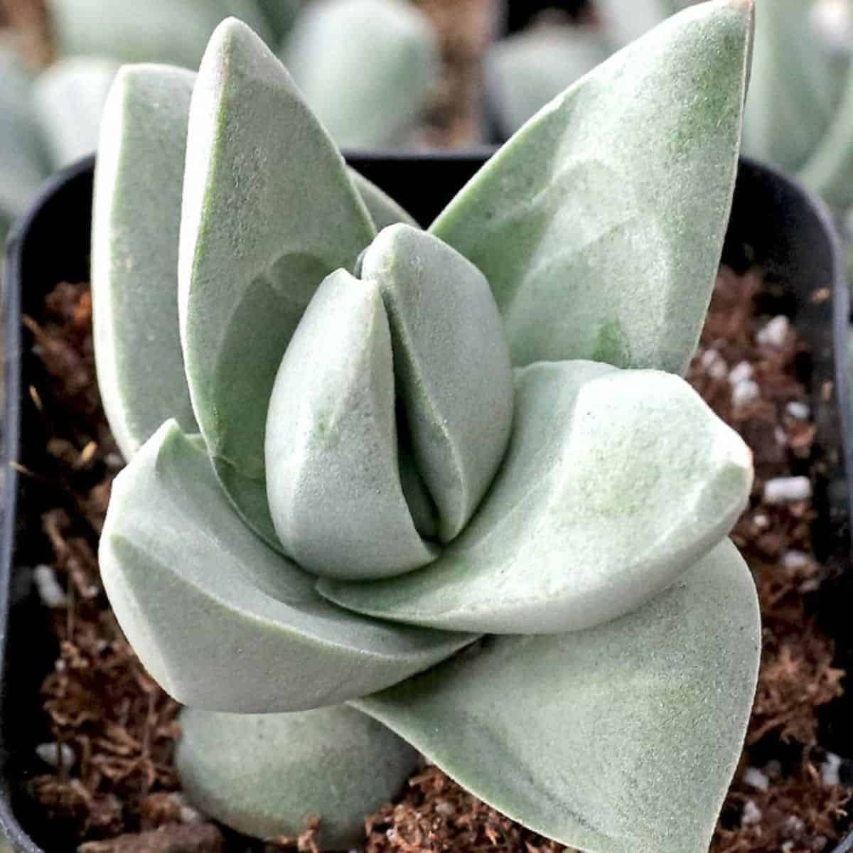 Crassula sp. - 'Reia' [exclusive] in a pot.