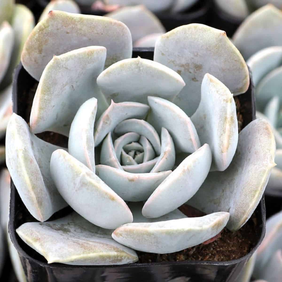 Echeveria sp. -  'Bambino' in a pot.