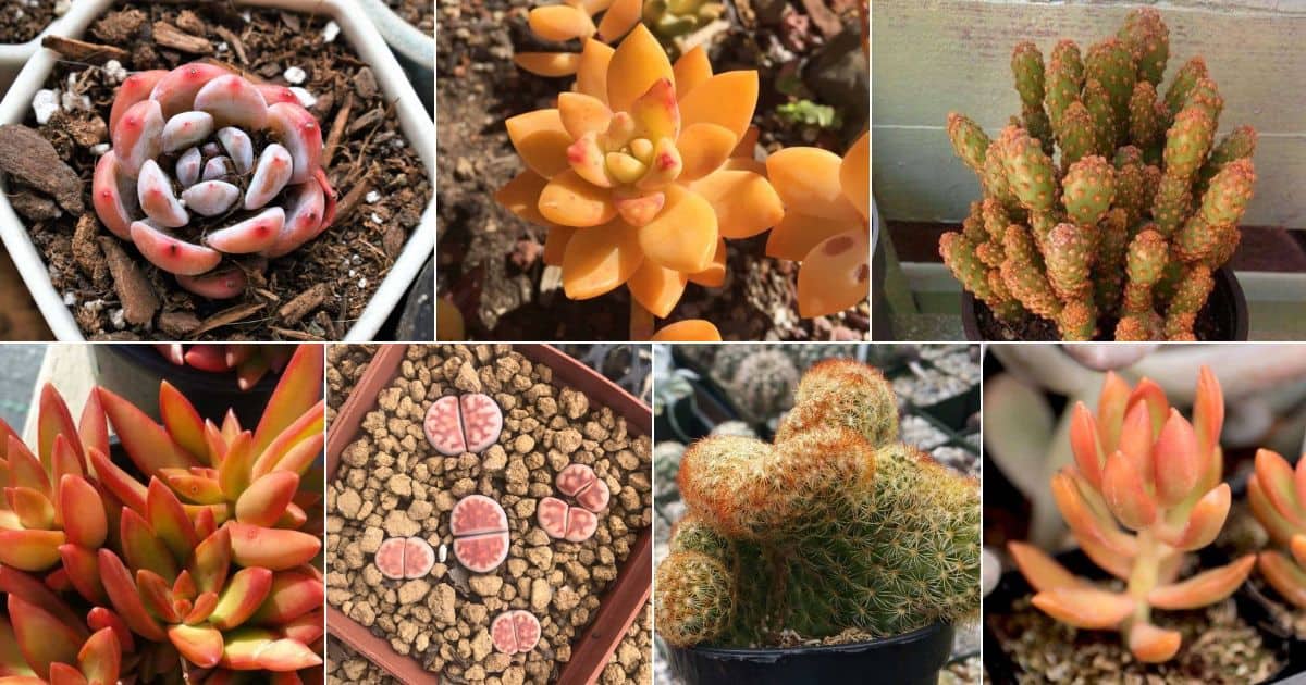 Collage of outstanding orange succulents.