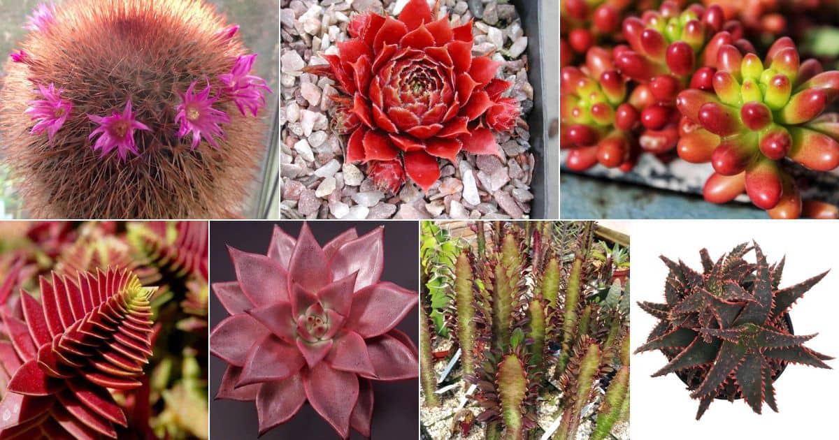 Collage of ravishing red succulents.