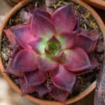 Red echeveria in a pot close-up.