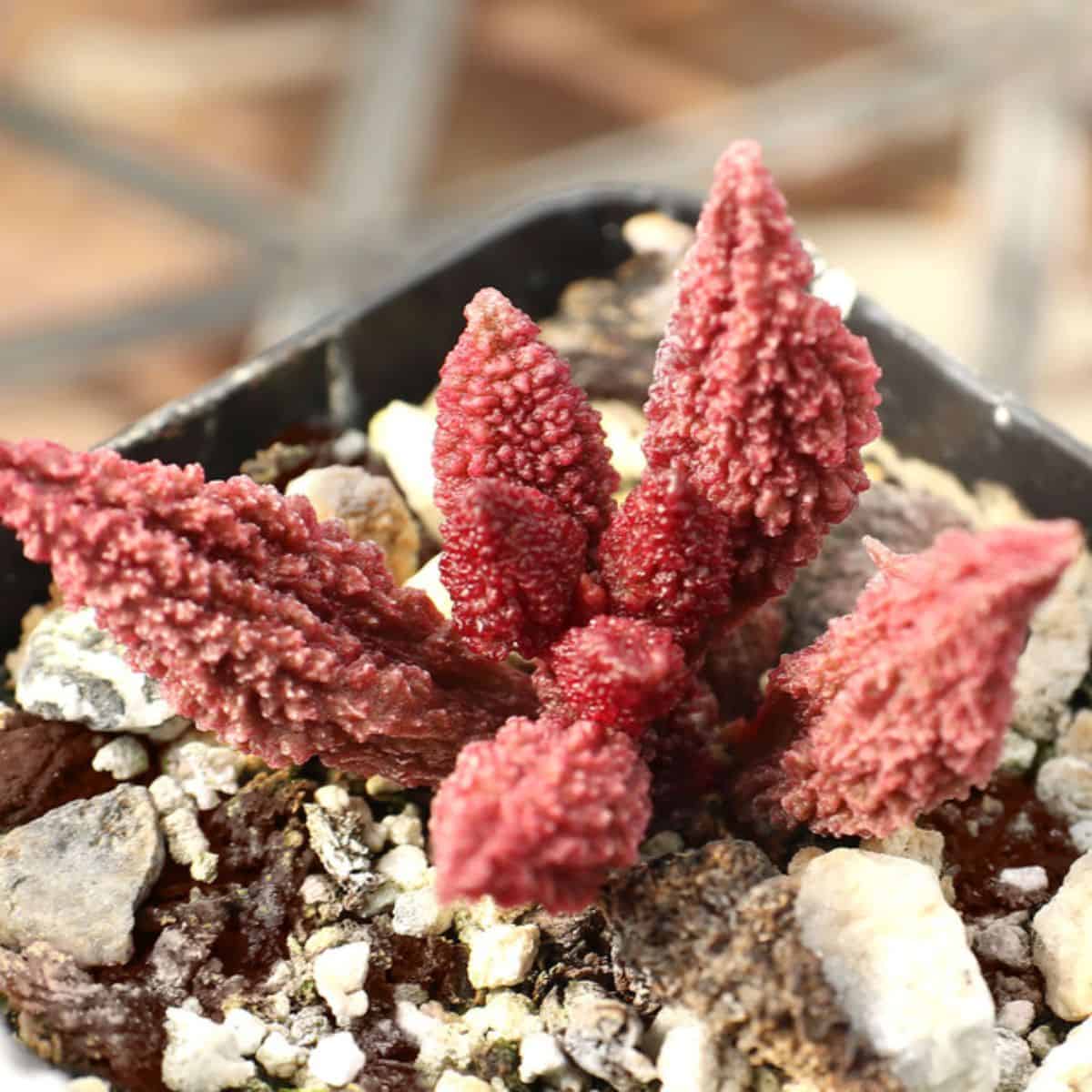 Adromischus marianiae v. herrei