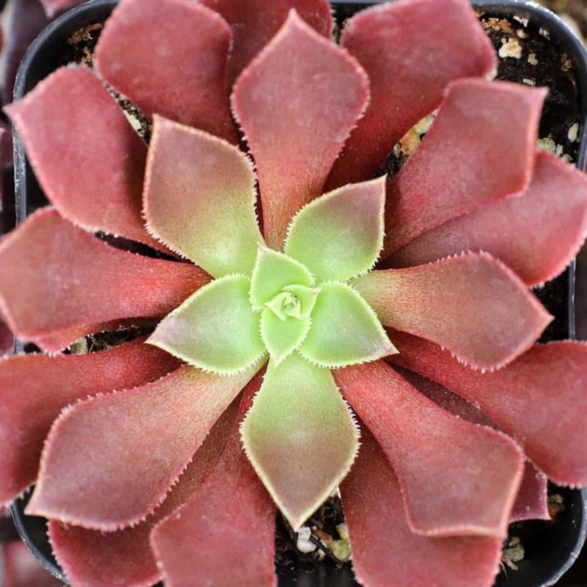 Aeonium 'Phoenix Flame'