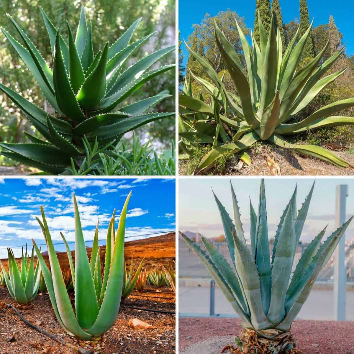 Agave vs Aloe - 5 Key Differences You Didn't Know About