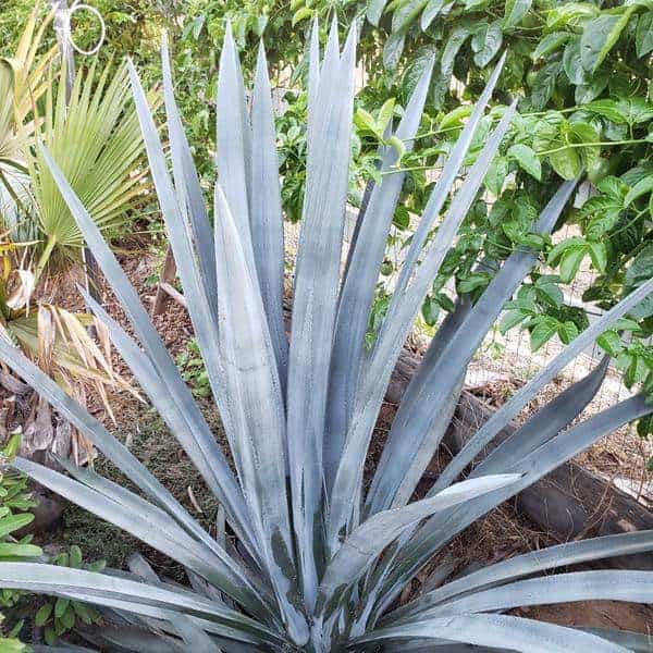 Agave growing outdoor.