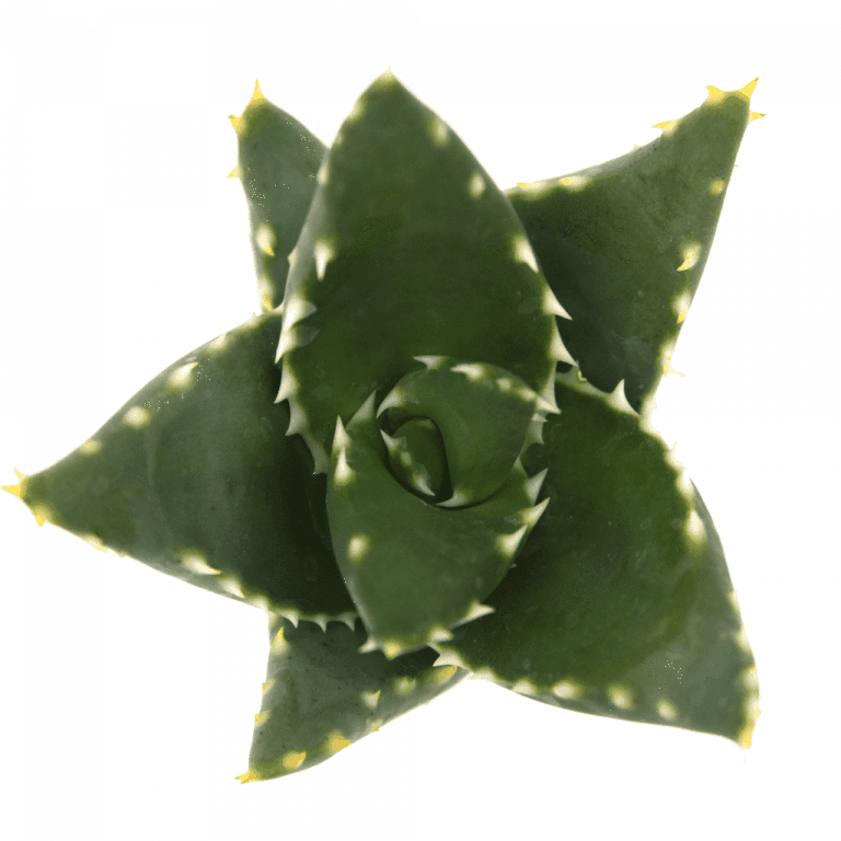 Agave vs Aloe 5 Key Differences You Didn