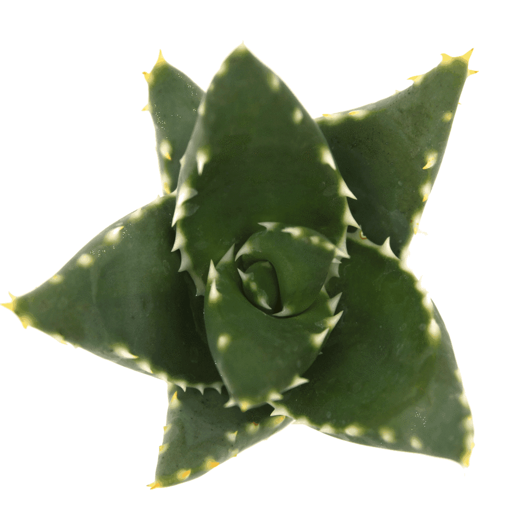 Aloe succulent close-up.