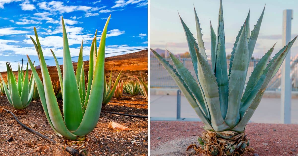 Comparison between aloe and agave.