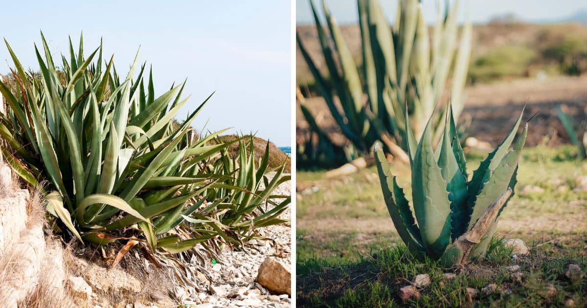 Aloe vs agave leaf comparison.
