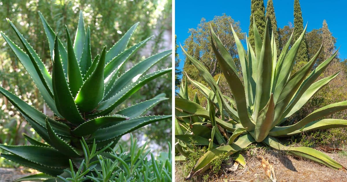 Aloe vs Agave comaprison.