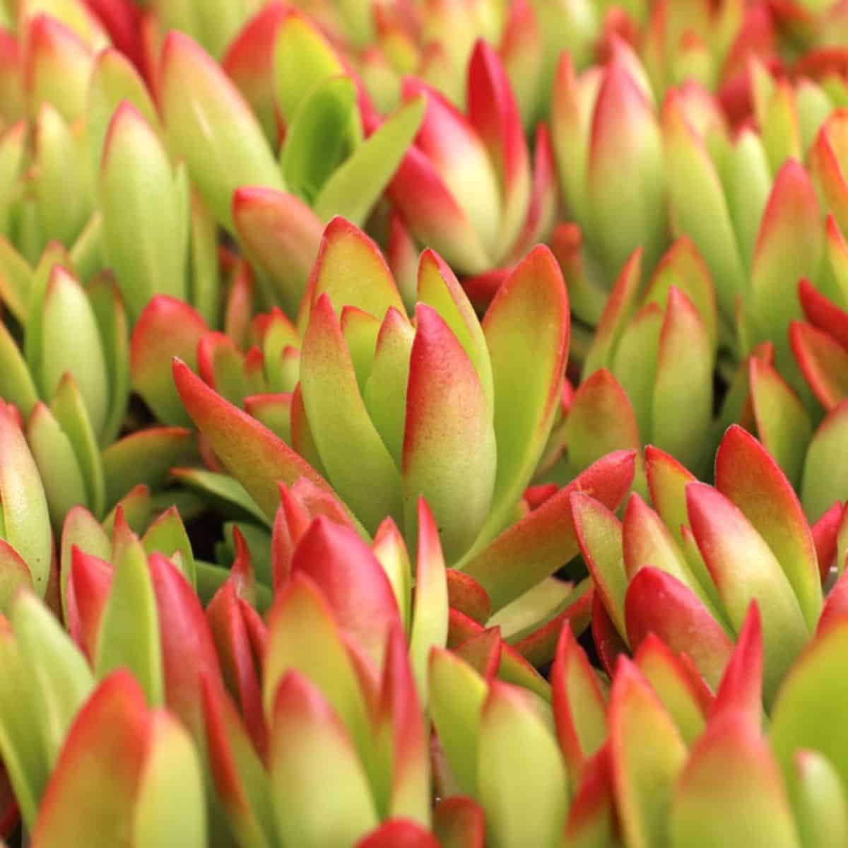 Crassula Capitella Red Campfire