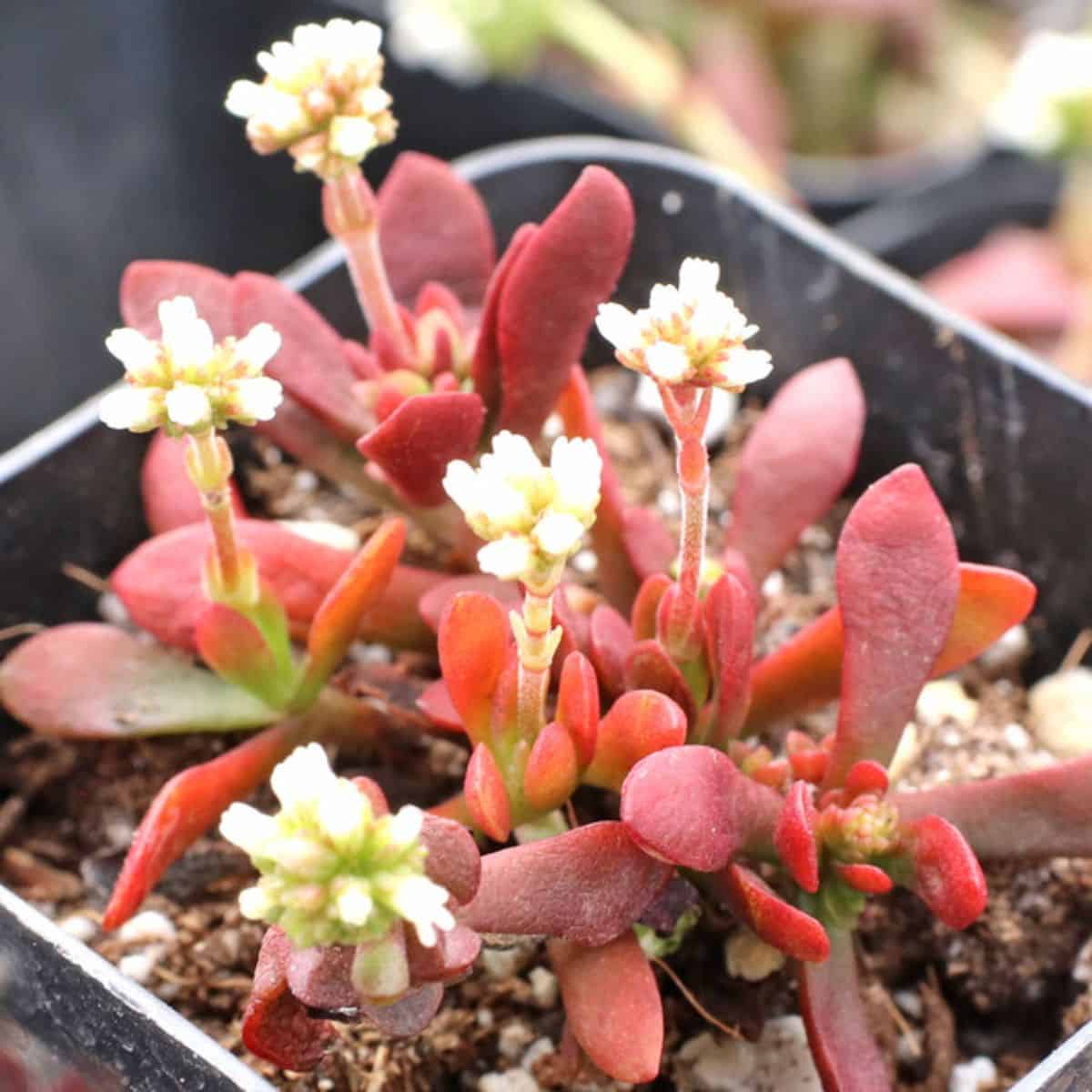 Crassula pubescens ssp. Radicans – Red Carpet Stonecrop