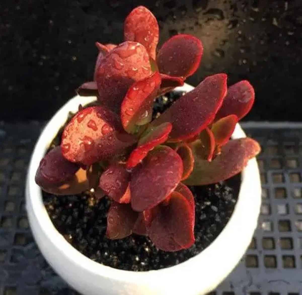 Crassula radicans platyphylla